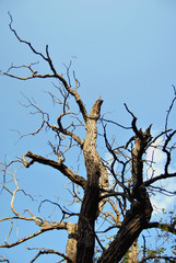 Dry branches of an old tree against a background of blue sky.