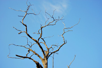 Obraz premium Dry branches of an old tree against a background of blue sky.