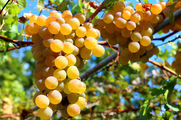 Ripe grapes hanging on the gazebo