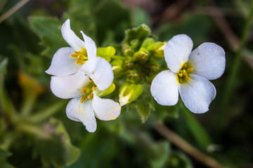 Beautiful white spring flowers on meadow