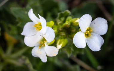 Obraz na płótnie Canvas Beautiful white spring flowers on meadow