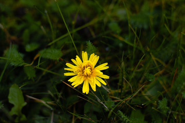 dandelion in grass