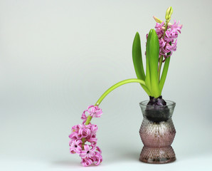 pink flower droops left from bulb in glass vase as impotence failure or shame metaphor with copy space