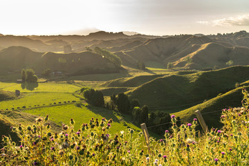 New Zealand Hills
