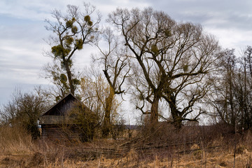 Architektura drewniana Podlasia. Dolina G&oacute;rnej Narwi. Wiosna na Podlasiu