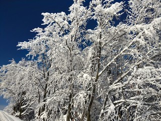Ramas de los &aacute;rboles cargados de nieve en Rumania, pueblo de Parva, Transilvania