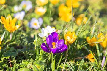 The first spring flowers crocus. Colorful spring fragrant flowers of crocus and green grass. Spring bright floral background.