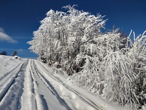 Ramas de los &aacute;rboles cargados de nieve en Rumania, pueblo de Parva, Transilvania