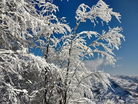 Ramas de los &aacute;rboles cargados de nieve en Rumania, pueblo de Parva, Transilvania