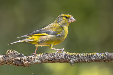 Fototapeta premium Greenfinch in the sun