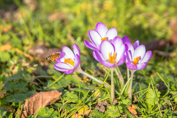 The first bees at the end of winter. Spring bright floral background.
