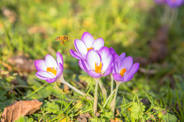 The first bees. Spring bright floral background.