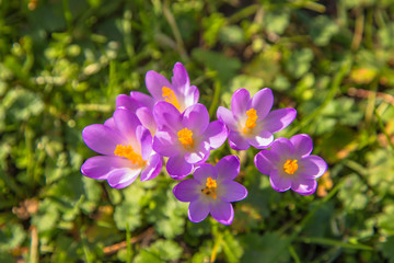 The first spring flowers crocus. Colorful spring fragrant flowers