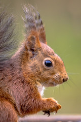Naklejka na ściany i meble Red squirrel portrait side view