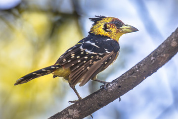 Crested barbet perched in tree