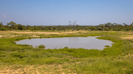 Waterhole in savanna area