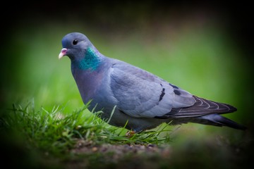 Male Stock dove in a lawn