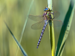 Male hairy dragonfly resting on vegetation