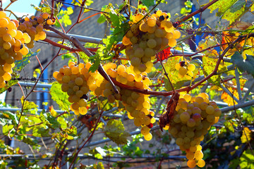 Ripe grapes hanging on the gazebo