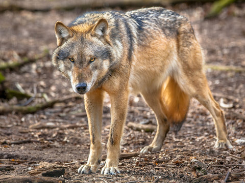 Frowning Grey Wolf standing