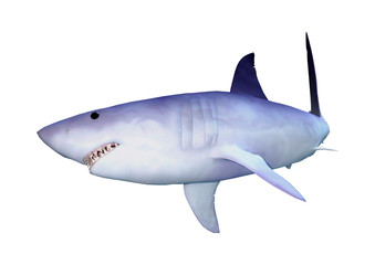 3D Rendering Shark on White