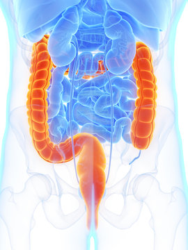 3d rendered medically accurate illustration of a mans colon