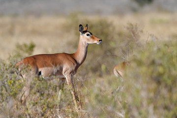 Antelope