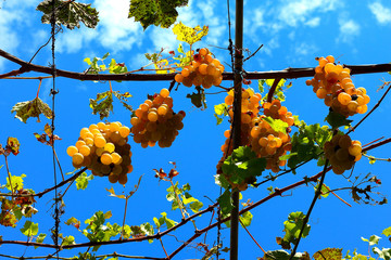 Ripe grapes hanging on the gazebo against blue sky