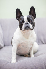 French bull mix boston terrier dog