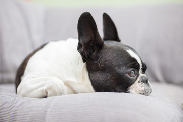 French bull mix boston terrier dog