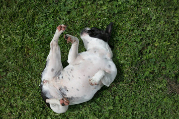 French bull mix boston terrier dog