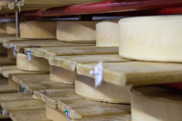 Dairy food production farm house with white cheese growing ripe on shelves
