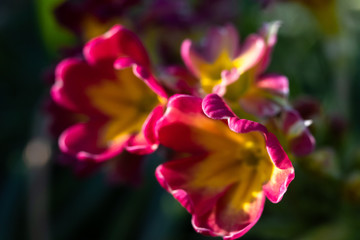 Fototapeta na wymiar Primula or primrose primula vulgaris blossom. Beautiful red and yellow spring flowers.