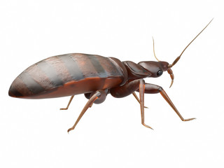 3d rendered medically accurate illustration of a bedbug