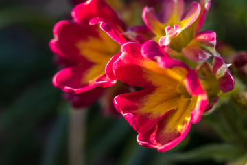 Fototapeta na wymiar Primula or primrose primula vulgaris blossom. Beautiful red and yellow spring flowers.
