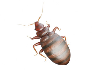 3d rendered medically accurate illustration of a bedbug