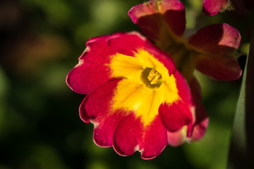 Primula or primrose primula vulgaris blossom. Beautiful red and yellow spring flowers.