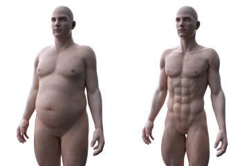 Fototapeta premium 3d rendered medically accurate illustration of a comparision of a fit and obese male