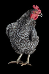  barred rock chicken