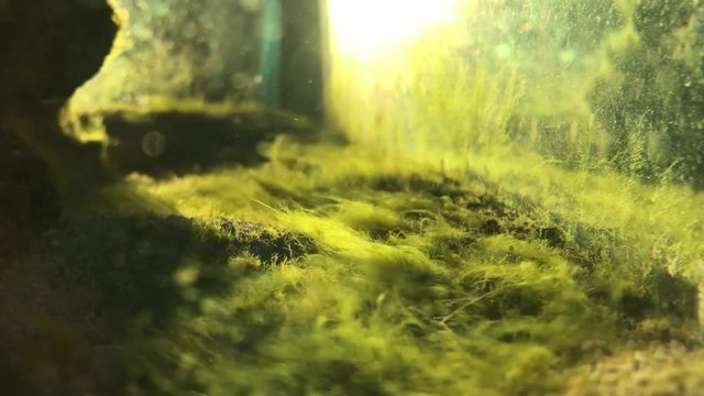 Green hair algae blooming in a saltwater tank.