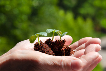 Old woman hands holding three sprouts of cucumber, closeup view of seedling on blurred natural green background in sunny spring day