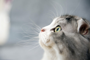 Scottish Fold cat © SHELL