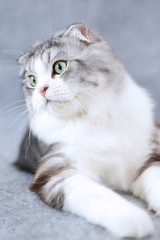 Obraz premium Scottish Fold cat