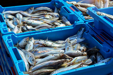 Blue plastic containers with catch of sea fish, ocean delicacies. Industrial catch of fresh fish. Fish auction for wholesalers and restaurants. Blanes Spain, Costa Brava. Summer fishing in port Blanes
