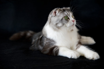 Scottish Fold cat