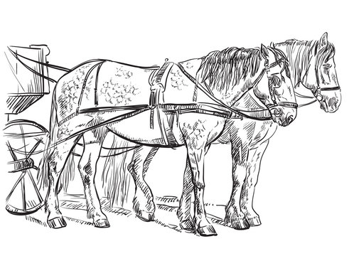 Vector harness horses