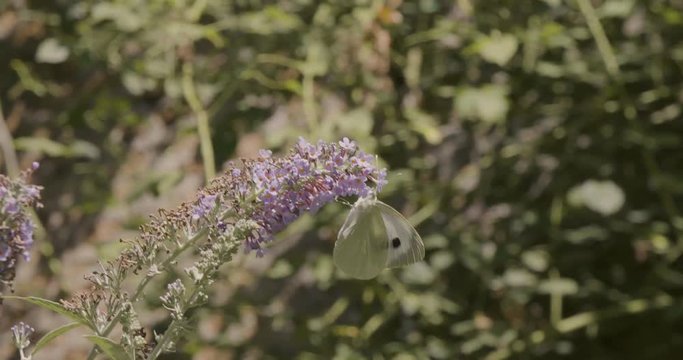 Butterfly on a butterfly bush, Buddleja,  during summer in a beautiful garden, Small White butterfly flies away, Pieris rapae