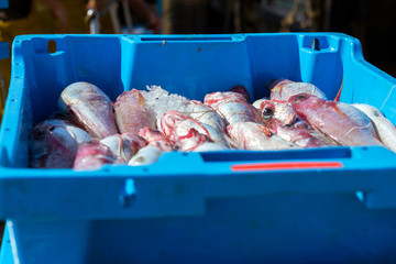 Blue plastic containers with catch of sea fish, ocean delicacies. Industrial catch of fresh fish. Fish auction for wholesalers and restaurants. Blanes Spain, Costa Brava. Summer fishing in port Blanes