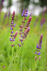 Blue-purple fragrant flowers of sage in spring