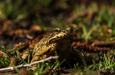 Kröte am Ufer vom Hermsdorfer See in Berlin 